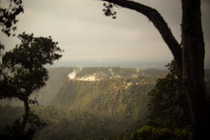 a tree with a mountain in the background